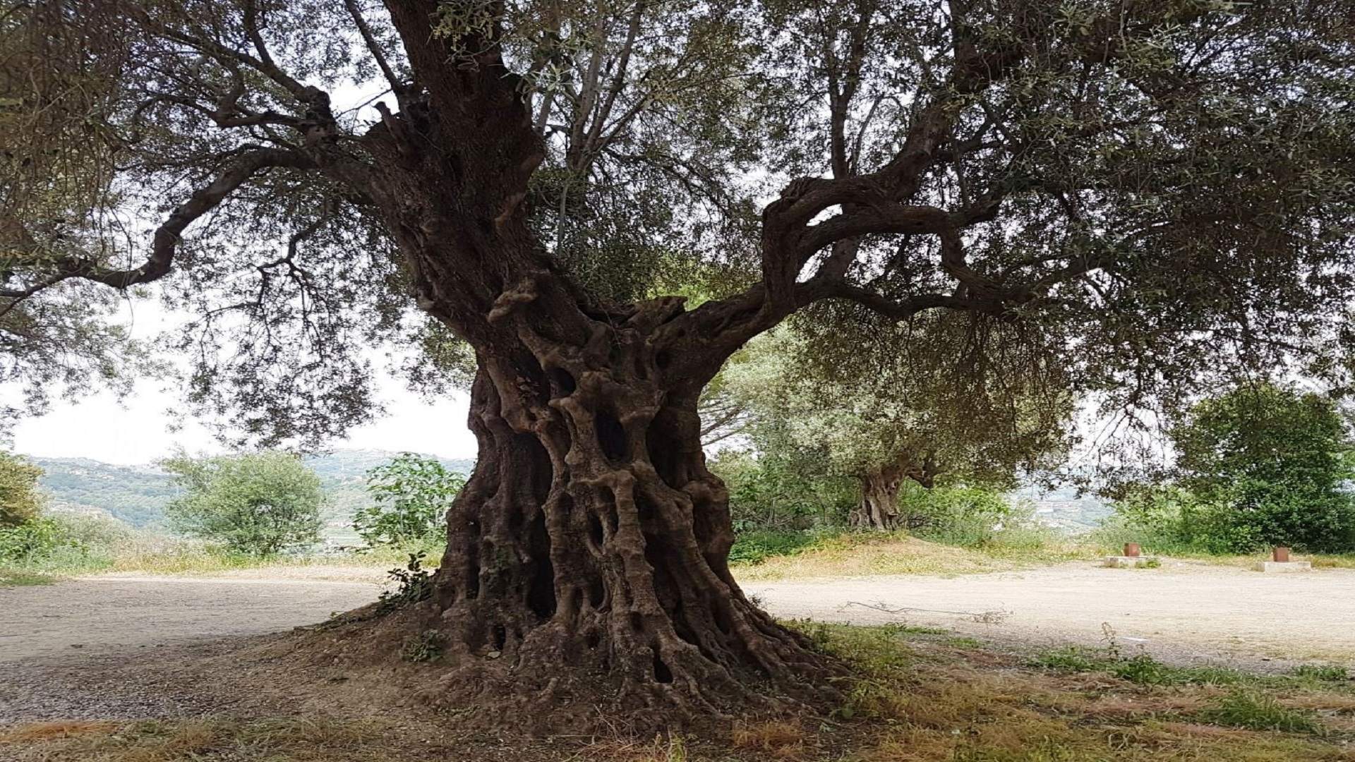The olive tree is a gift from Minerva