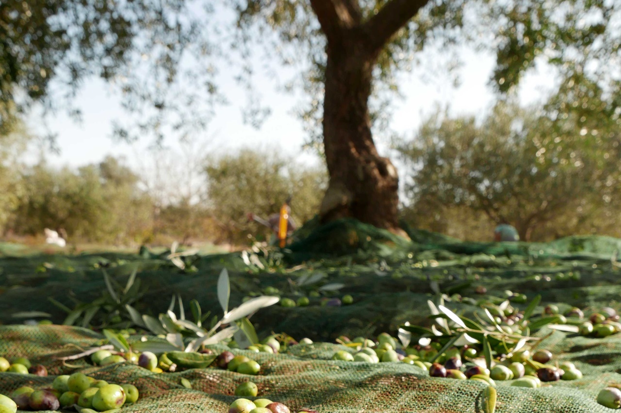 Tradition culinaire en Pouilles