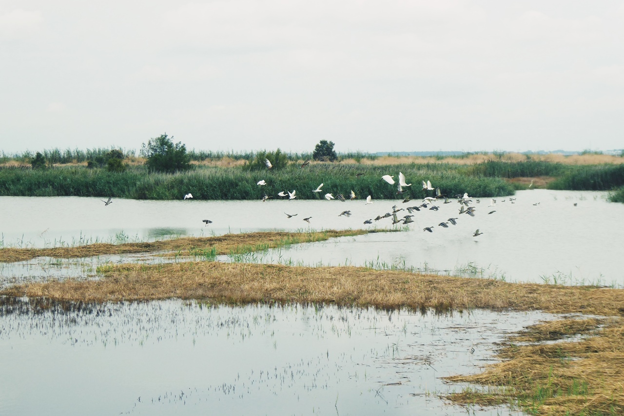  Mai sentito parlare dell’Oasi Lago Salso?