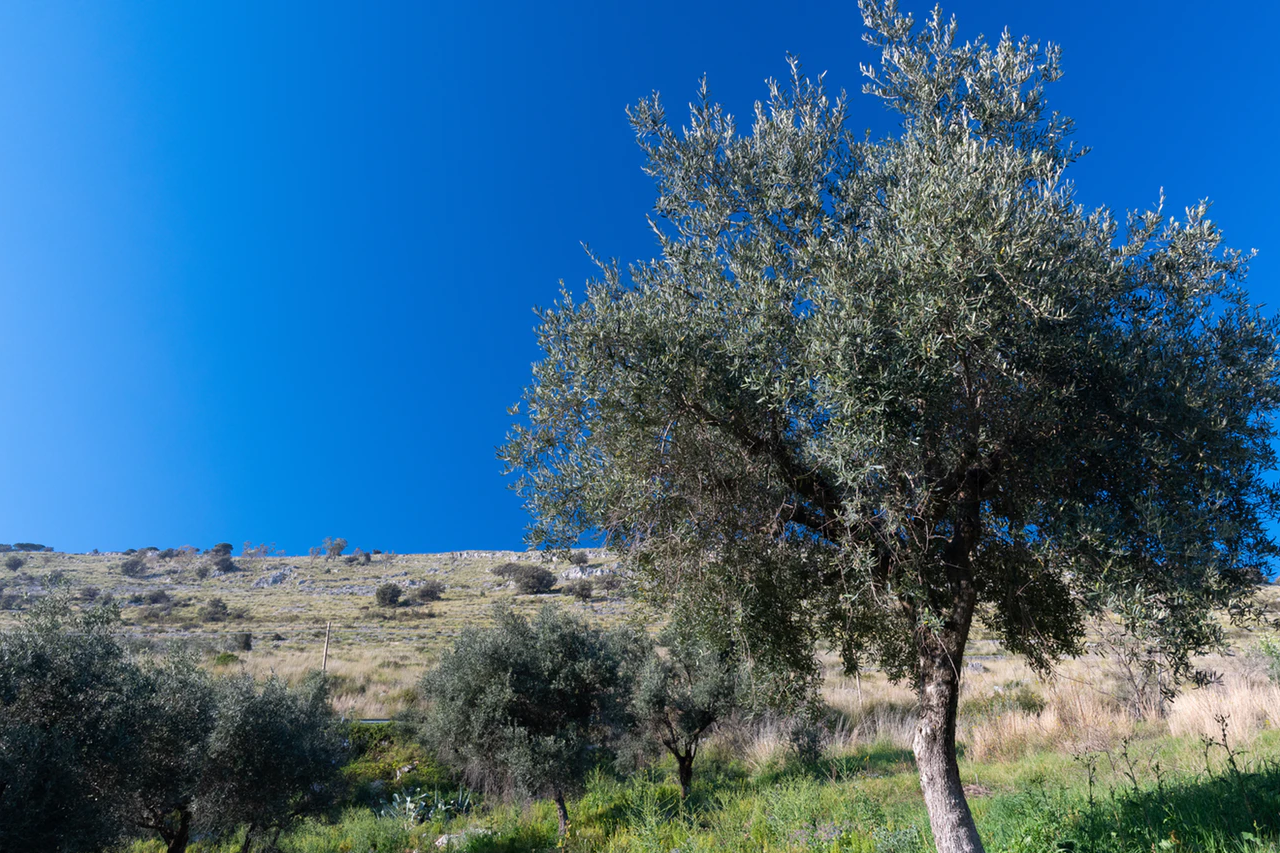 Los olivos? Un regalo de Minerva, diosa de la sabiduría.