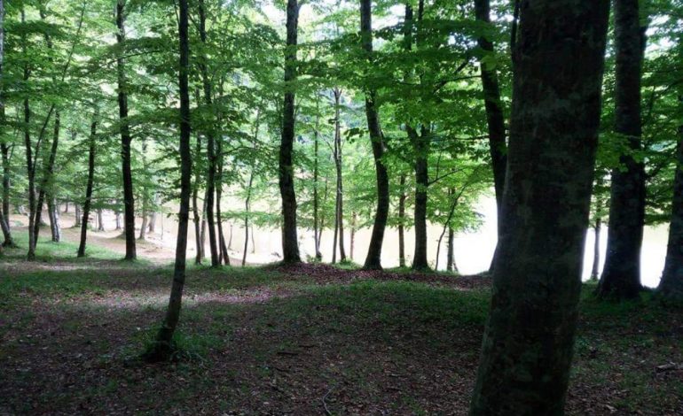  “Xmas Forest Market”: the Umbrian Forest is revived thanks to local street markets